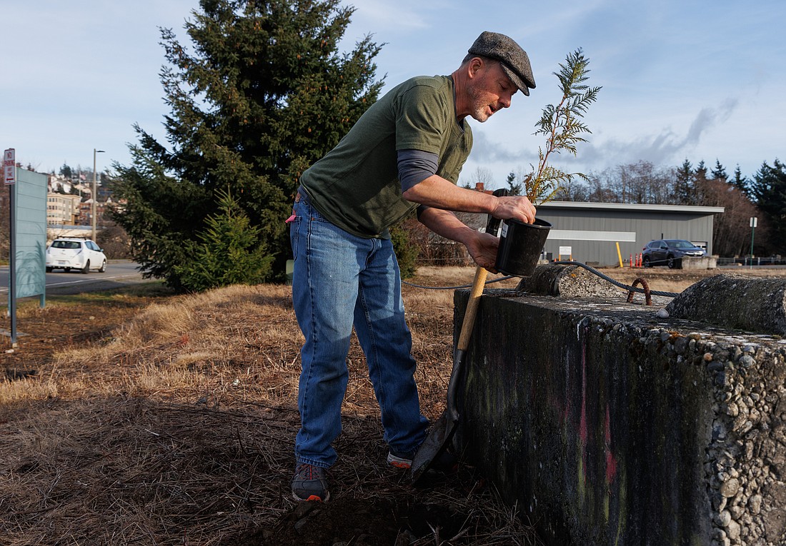 “Guerrilla Planter” Matt Christman plants Western redcedar trees along Harris Avenue on Saturday. Christman has been planting these "unauthorized" trees for decades. The Douglas fir behind him, left, went in the ground about 16 years ago, he said.