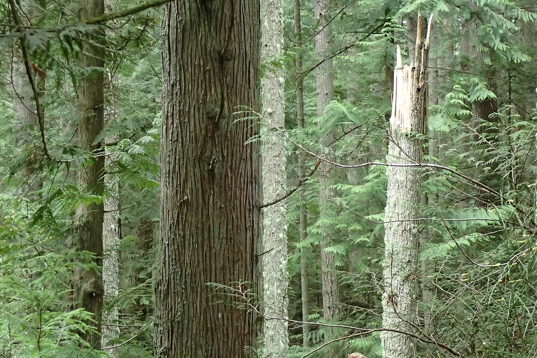 A stand of "nearly-old-growth trees" in the Bessie forest, set to be auctioned for cutting by the state Department of Natural Resources.