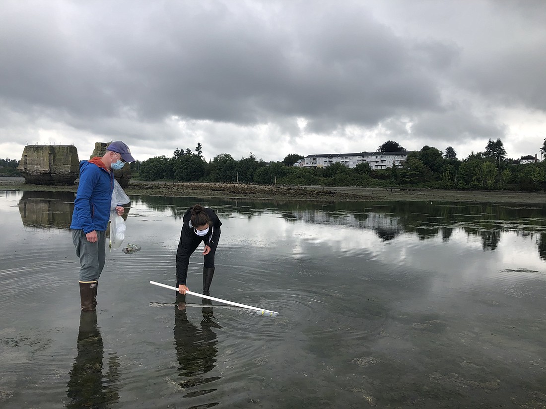 Ryan Kelly, left, and Abigail Keller collect water samples in Drayton Harbor, Washington, in 2020. The team analyzed the samples in each study location for European green crab DNA.