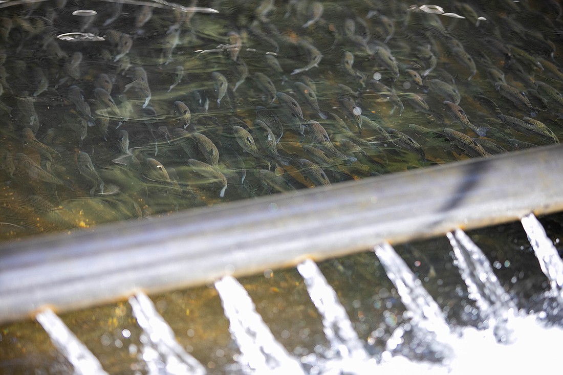 Trout swim in the fish hatchery at Whatcom Falls on March 7. Lowland lake fishing opens April 23-24.