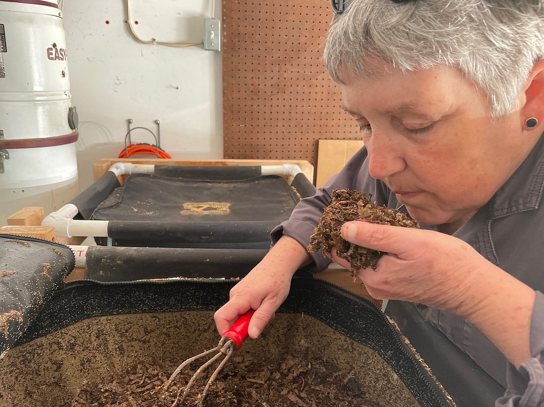 Nancy Neil investigates her worm farm, "Wriggley Field." Because the red wigglers are so adept at breaking down food waste, there is little odor.