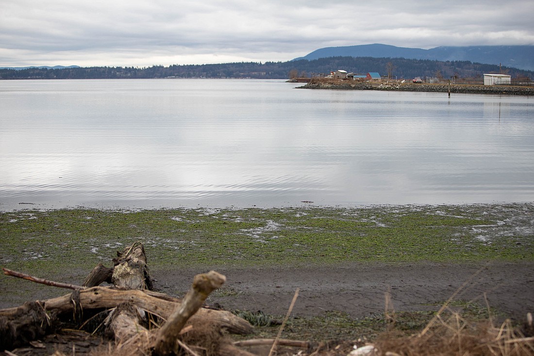Riley Starks hopes to have permits in hand for a new seaweed farm in Lummi Bay this summer. The permitting process involves nine state agencies and can take years to complete, deterring most from even trying to start a seaweed farm.