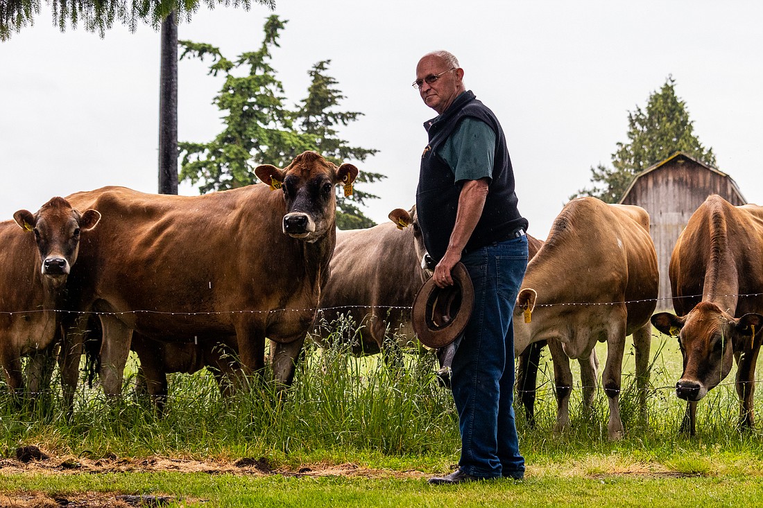 Larry Stap, co-owner of Twin Brook Creamery, stands with his younger pregnant Jersey cows at the 230-acre farm in Lynden on June 3. Stap helped organize “Whatcom This Whey & Choose Your Own Adventure,” which will take place Saturday, June 11 at dairy farms and businesses throughout Whatcom County.