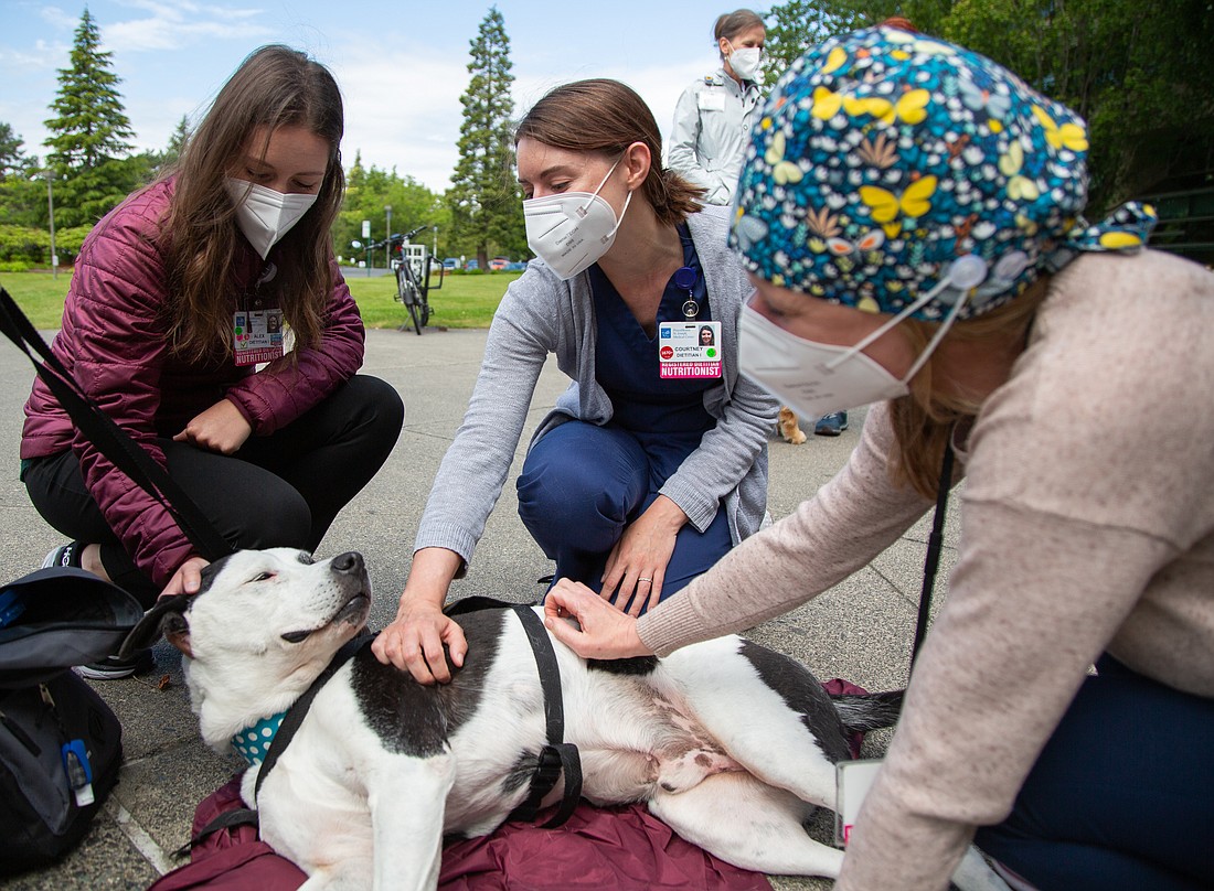 St. Joseph PeaceHealth dietitians, from left, Alex Mirante, Courtney Caldwell and Jill Kelly pet Domino outside the hospital on June 16. Once a month, therapy dogs come to the hospital to bring a little joy and some support to the health care workers.