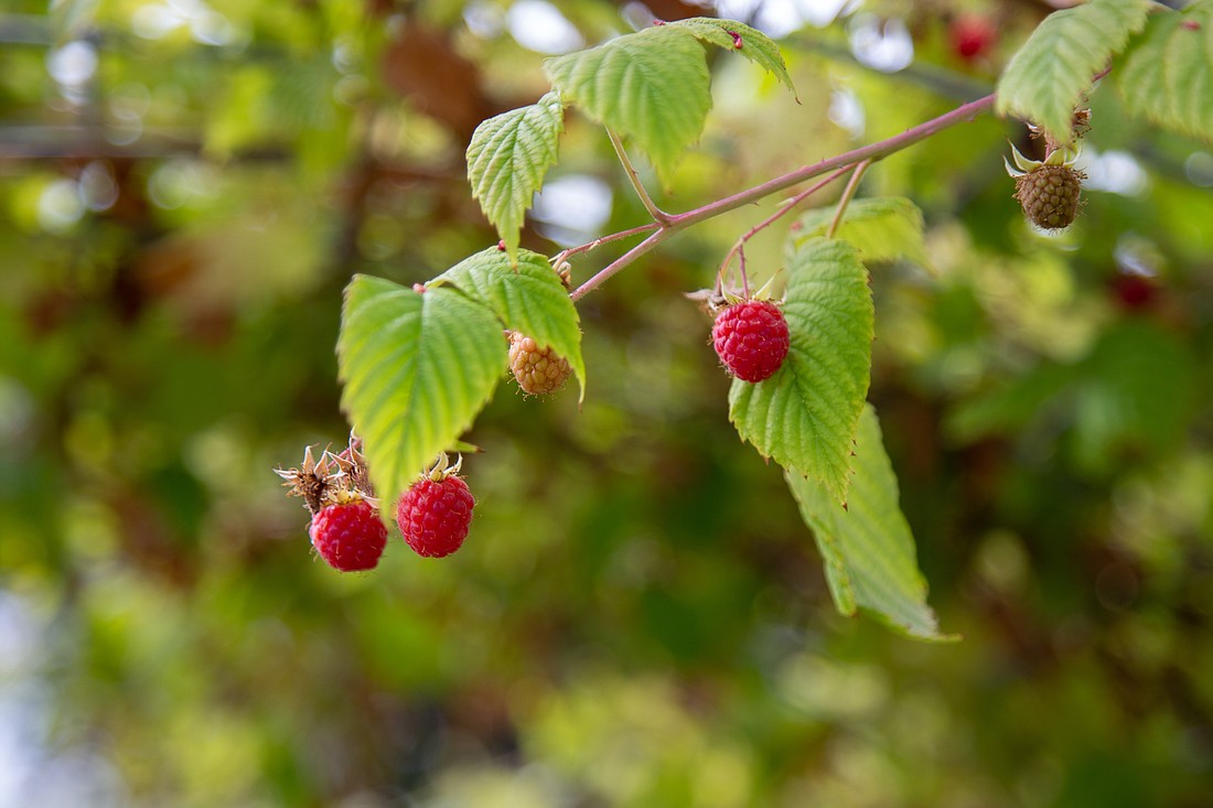 Raspberries grow at the City of Bellingham garden next to the Post Point Treatment Plant.