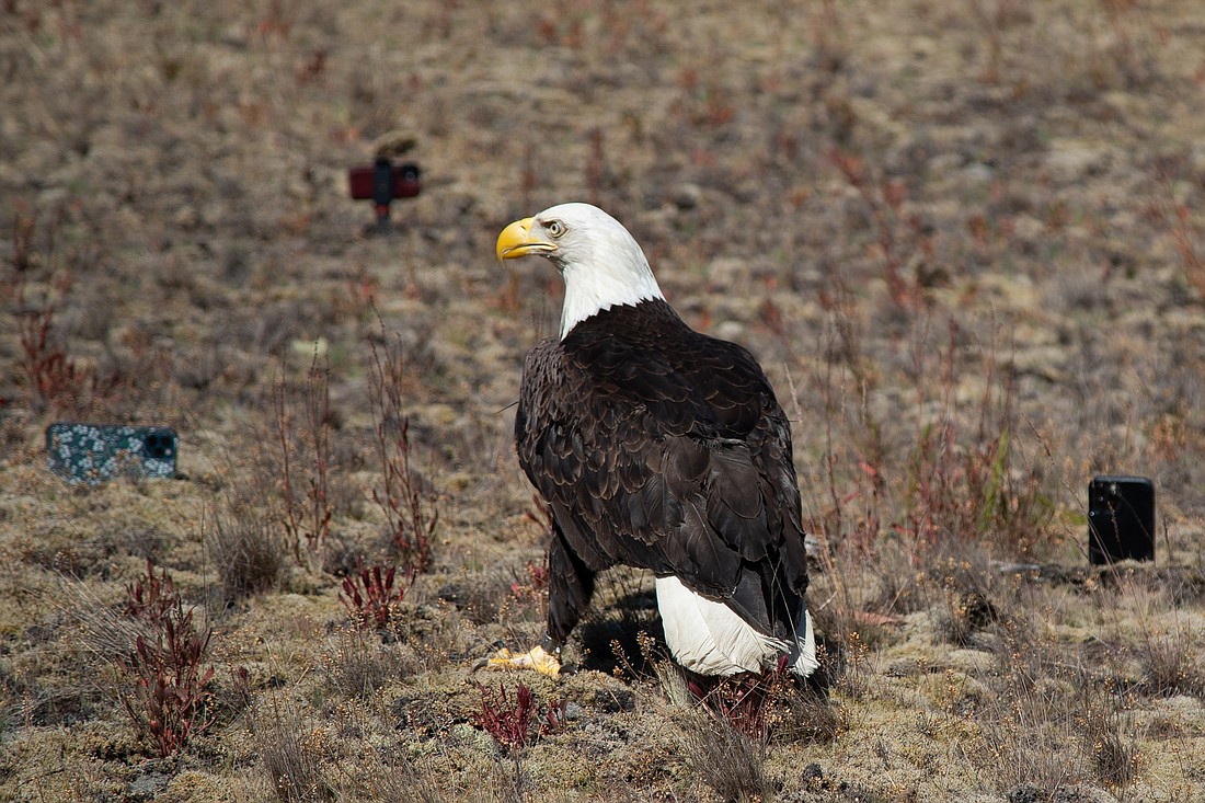 Success story: Bald eagle released by SF Zoo 20 years ago