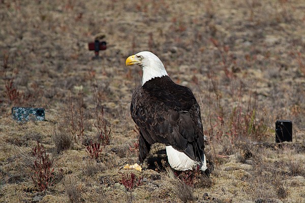 Balding Eagle Father's Day — Colossal Sanders