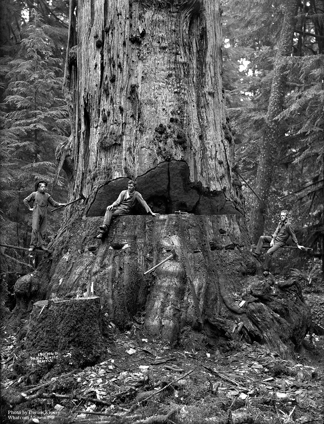 Darius and Tabitha Kinsey began documenting Northwest life and industry, such as this scene of old-growth logging, in 1896. They left behind 4,700 negatives and 600 prints.