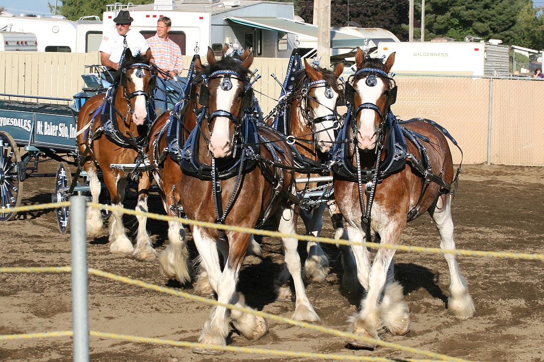 A six-horse hitch of Clydesdales performs a tight turn during the "Lynden Fair Free Drive," a fair tradition performed during the Grandstand Horse show at 1 p.m. Aug. 15–20 at the Northwest Washington Fair in Lynden. The fair, which opens Thursday, features one of the nation's largest annual gatherings of draft horses.