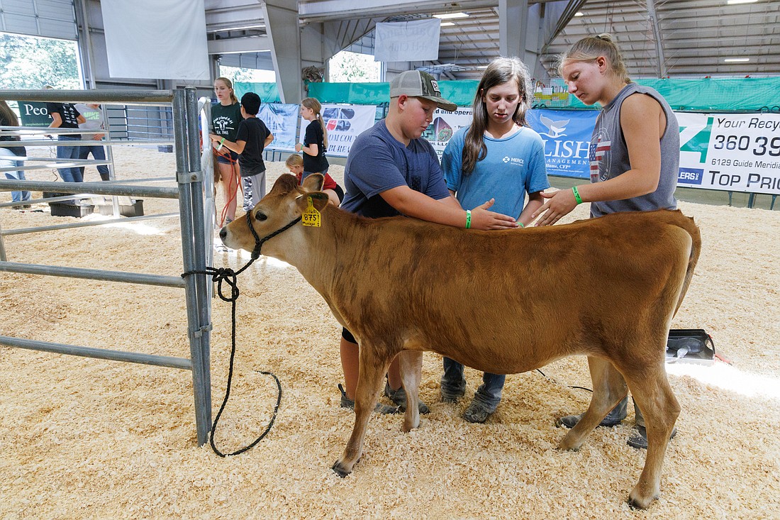 Vince De Hoog, left, Aliyah Gadman and Abby Bareman talk about how they will clip the hair on a calf’s back during the Start To Finish event on opening day of the Northwest Washington Fair on Aug. 11. Start To Finish has teams cleaning, training and showing a calf.