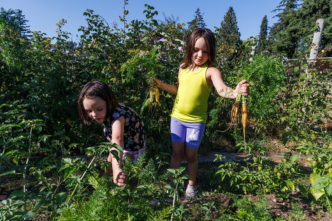 Emerald Karlsson, 5, reaches down to harvest carrots as her sister Alexis, 7, shakes off dirt from her carrots at the Birchwood Elementary garden on Aug. 11. The garden was started in 2009 with the help of Common Threads Farm, which has implemented 21 school gardens in Whatcom County since 2007.