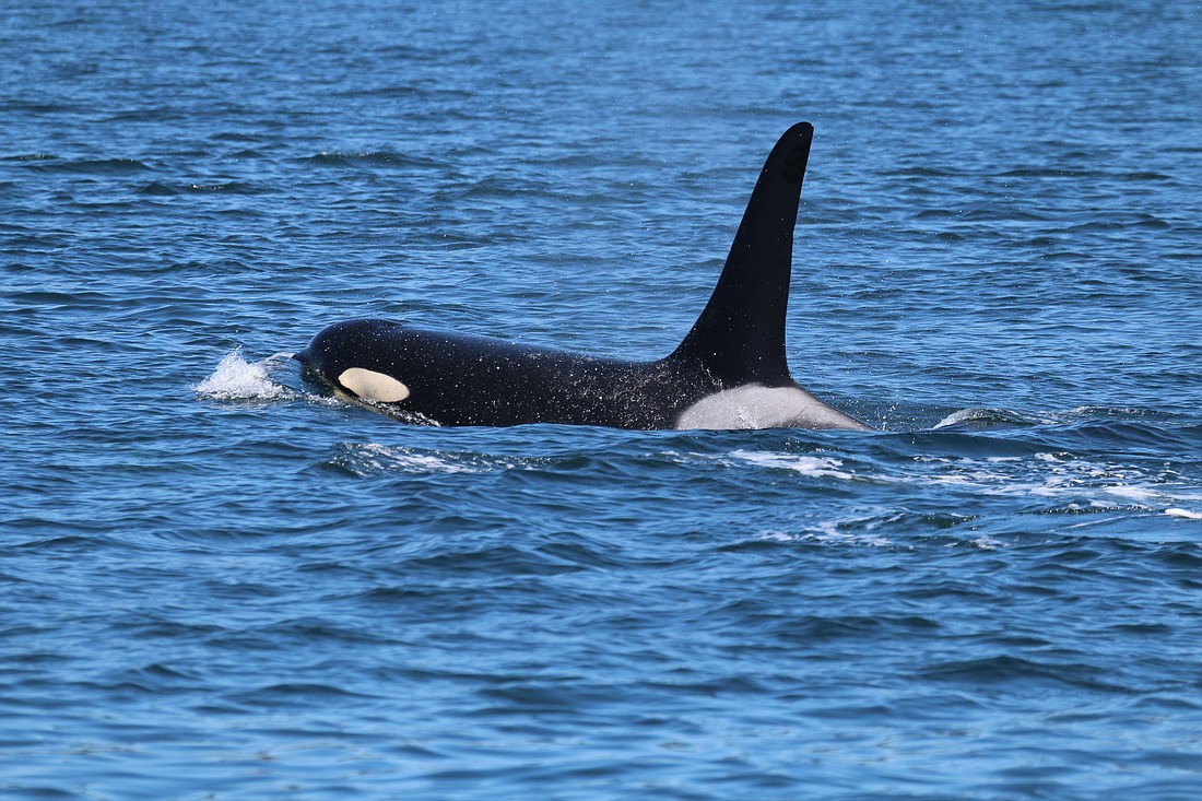 A Southern Resident orca swims in the Salish Sea in 2015.