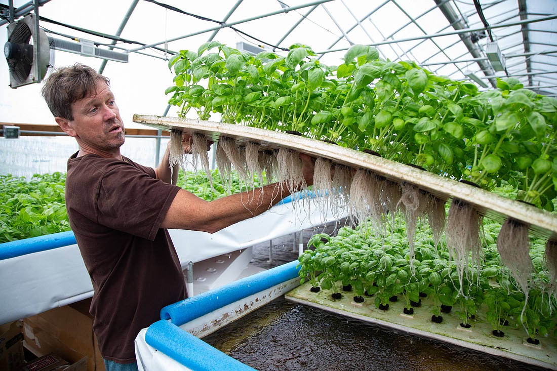 FarmWild's Brian Rusk lifts a tray of basil in the farm's aquaponic greenhouse on Aug. 25. The roots grow through the plugs and pull nutrients from the water provided by waste from koi fish. The system is just one way the farm practices sustainable farming.