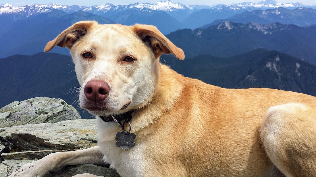 Nika the dog strikes an alpine pose atop Cadet Peak.