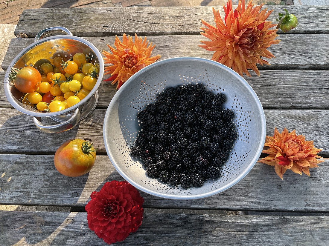 Although many crops in my backyard garden have struggled to produce this summer, one harvest which been consistent is the Himalayan blackberries that have been trained to climb our backyard fence. Used in everything from smoothies to cocktails, pie and compote, the versatile fruit has resulted in an endless summer.