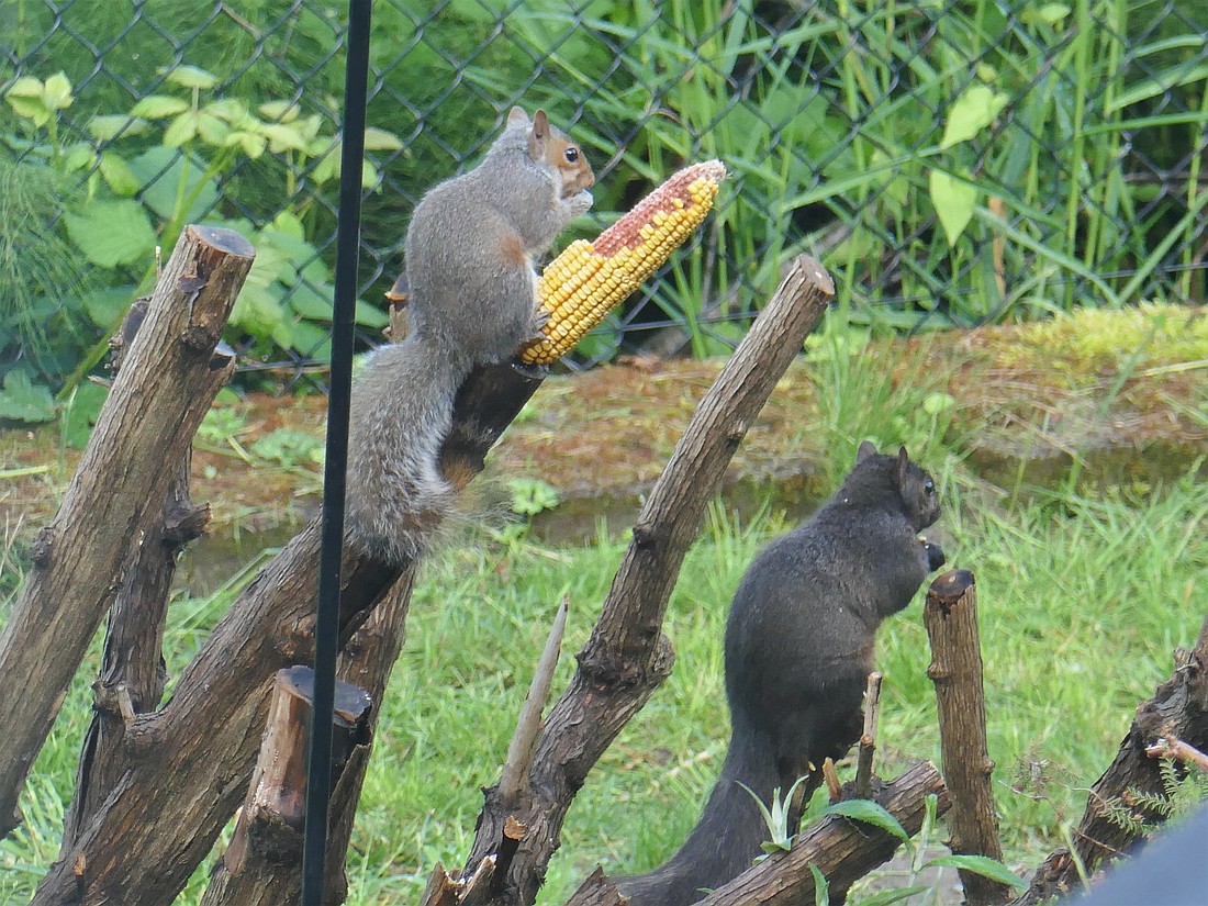 What's the Deal With: Bellingham's black squirrels?