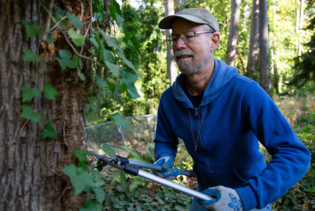 Michael Feerer, the executive director of the Whatcom Million Trees Project, clips ivy vines at Whatcom Falls Park on Sept. 25. Around a dozen volunteers removed large strips of ivy during an event with the organization during "All in for Climate Action" week.