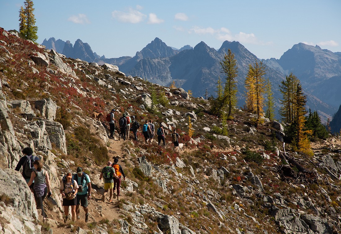 Dozens, if not hundreds, of people traversed Maple Pass Loop to see the golden larch trees and fall colors in North Cascades National Park on Oct. 1. The conifer changes its needles to yellow in the fall before shedding in the winter.