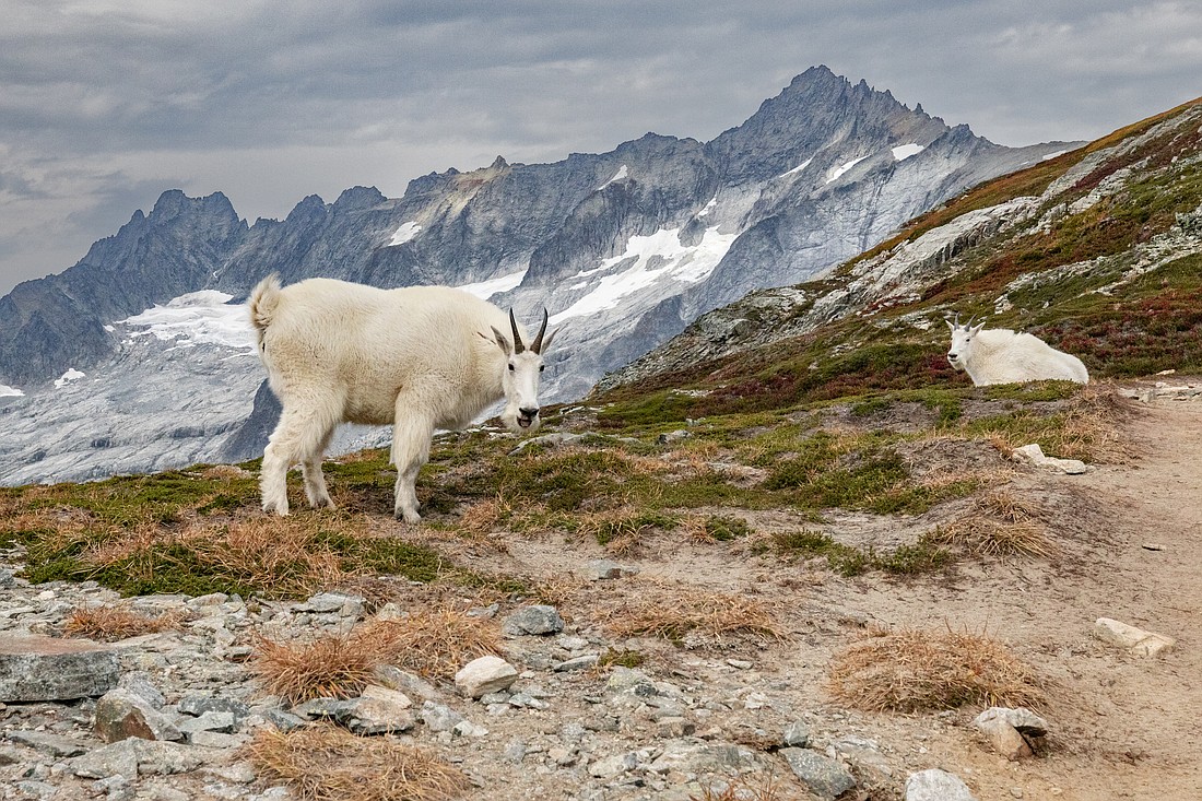 “You’re fine — they aren’t aggressive,” Whatcom County outdoorsman Vernon Brown said of two mountain goats trekking along Sahale Arm on Sept. 28 minding their own business.
