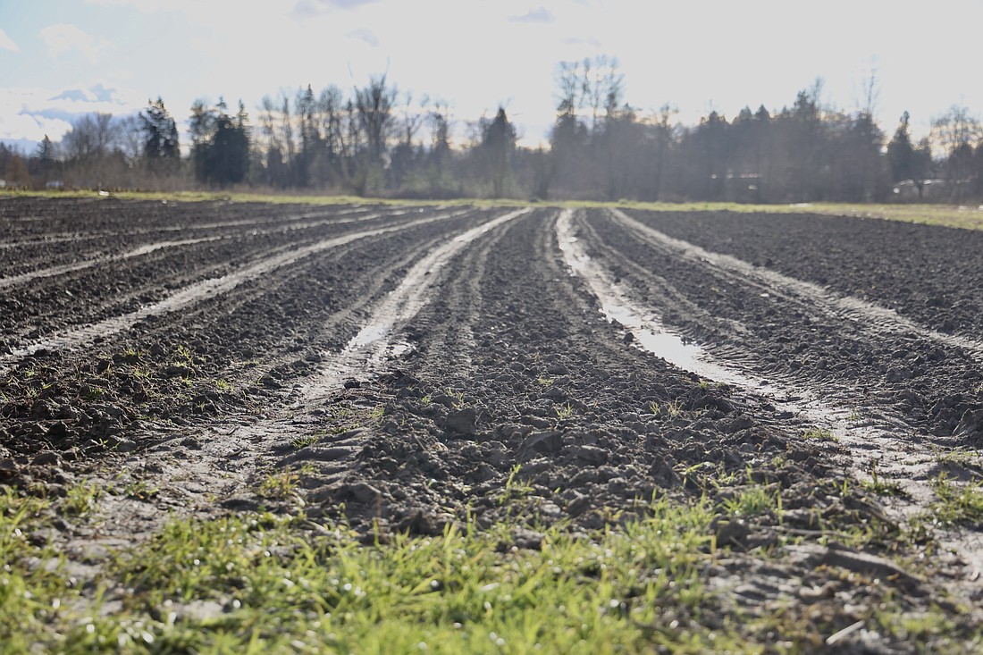 Mud covers a field at Terra Verde farm in Everson, two months after the devastating floods of November 2021. The Whatcom Conservation District proposes new fees for property owners that would support programs to address flooding, soil erosion and other impacts to natural resources.