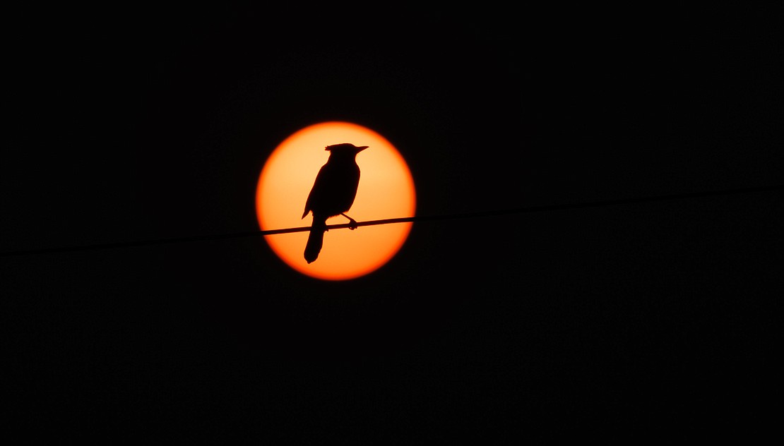 A Steller's jay is seen in front of the sun on Oct. 18.