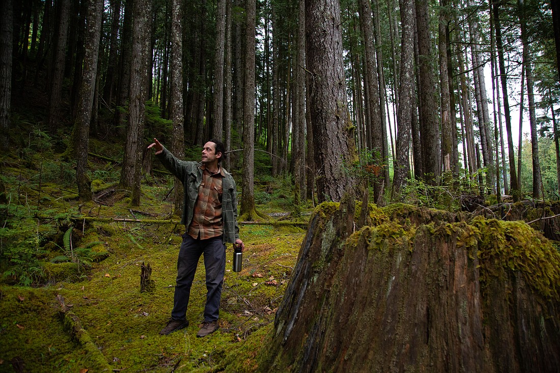 Whatcom 'Box of Rain' forest will go up for auction this year