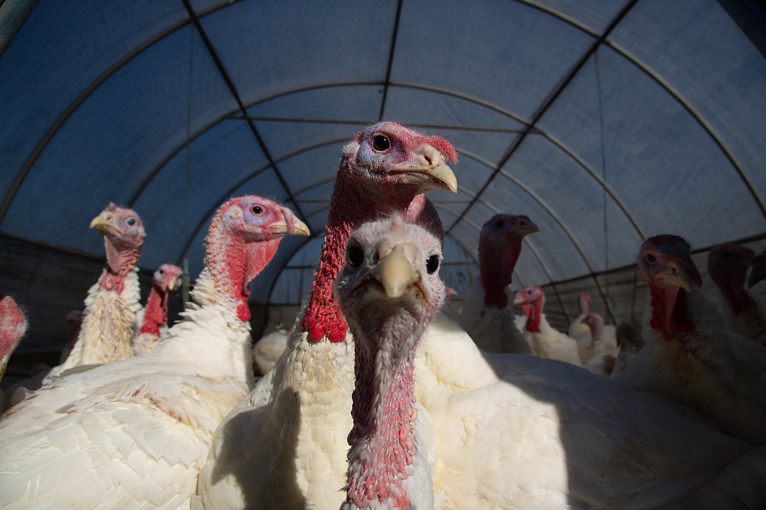 Osprey Hill Farm turkeys roam in their pen on Nov. 9. The farm raises, butchers and sells turkeys every year for Thanksgiving.