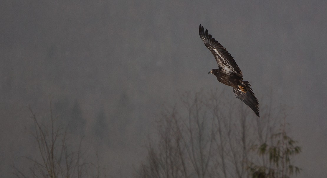 A juvenile bald eagle takes flight in Kendall on Dec. 6. The Progressive Animal Welfare Society rehabilitated the eagle and its sibling after they fell from their nest earlier this year. The pair was released along the banks of the Nooksack River to learn to hunt the plentiful chum salmon from the many other, elder eagles in the area.