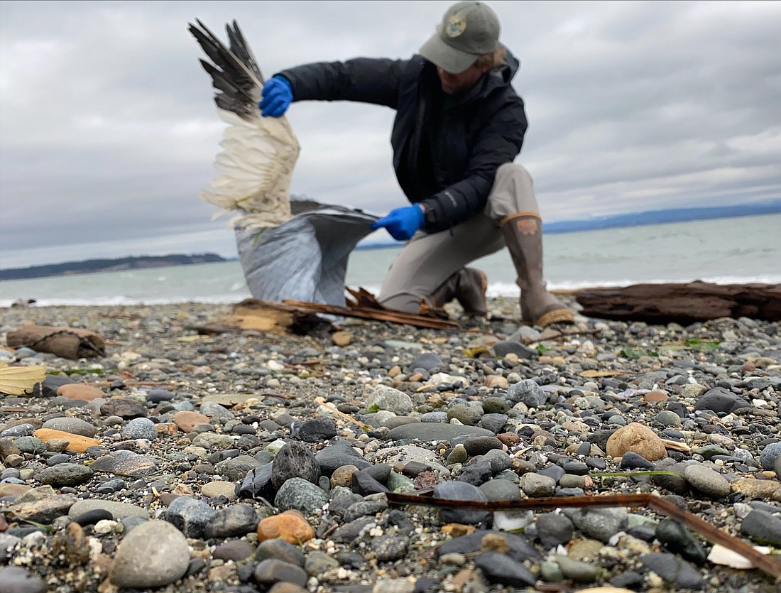A Washington Department of Fish and Wildlife biologist collects dead snow geese suspected of avian influenza on Camano Island near Skagit Bay in December. WDFW continues to ask members of the public who find sick or dead birds to report them immediately and not touch them.