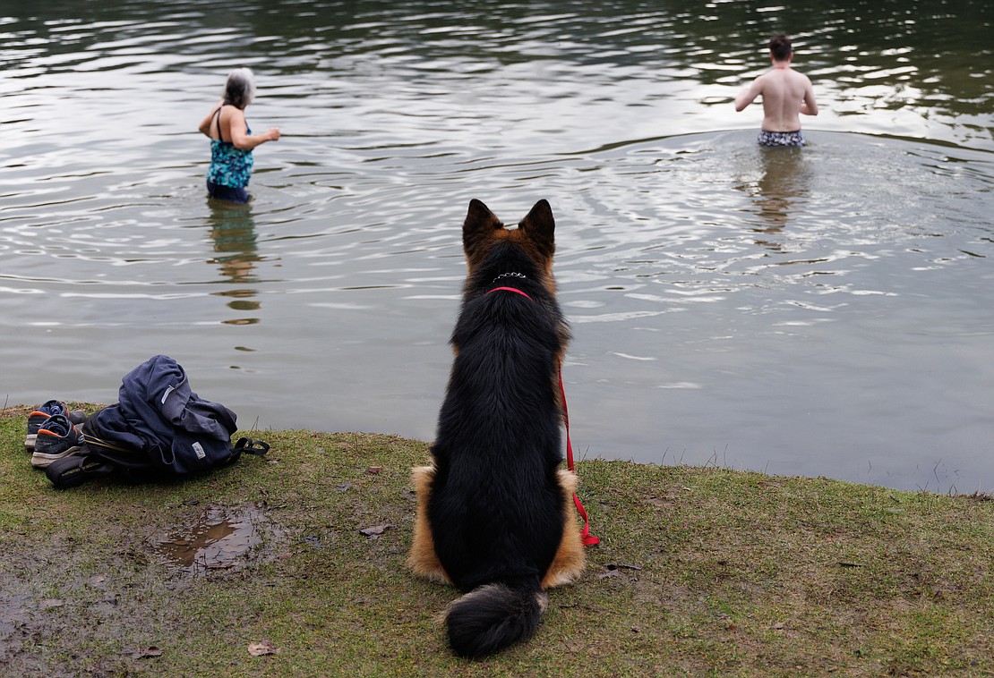 Zeus, a very obedient German shepherd, waits as owner Eli Yakimyuk takes a dip in Lake Padden.