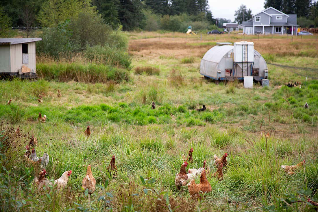 Chickens roam a pasture at a farm outside Bellingham. The Whatcom Conservation District, which supports farmers with resource conservation projects, will hold elections in March.