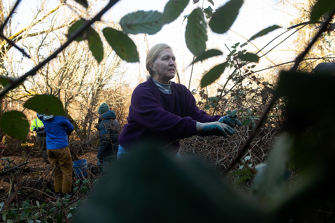 Volunteer Karen Grove removes the invasive species commonly known as Himalayan blackberry from East Meadow Park Jan. 28 in the Samish neighborhood. "I just wanted to get involved helping our community and to get to know the parks," Grove said.