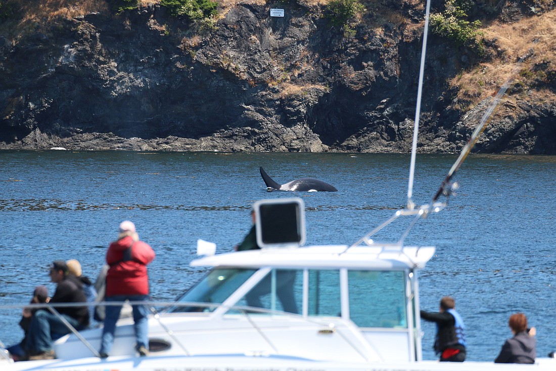 Boaters view an orca in Haro Strait in 2015. Under a bill sponsored by Sen. Liz Lovelett, vessels would be required to keep at least 1,000 feet away from Southern Resident orcas. The current limit is 400 feet.