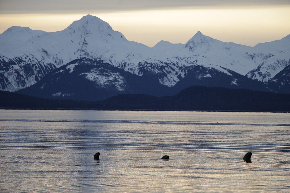 Three seals watching the sun set on the Chillkat Range in Alaska.