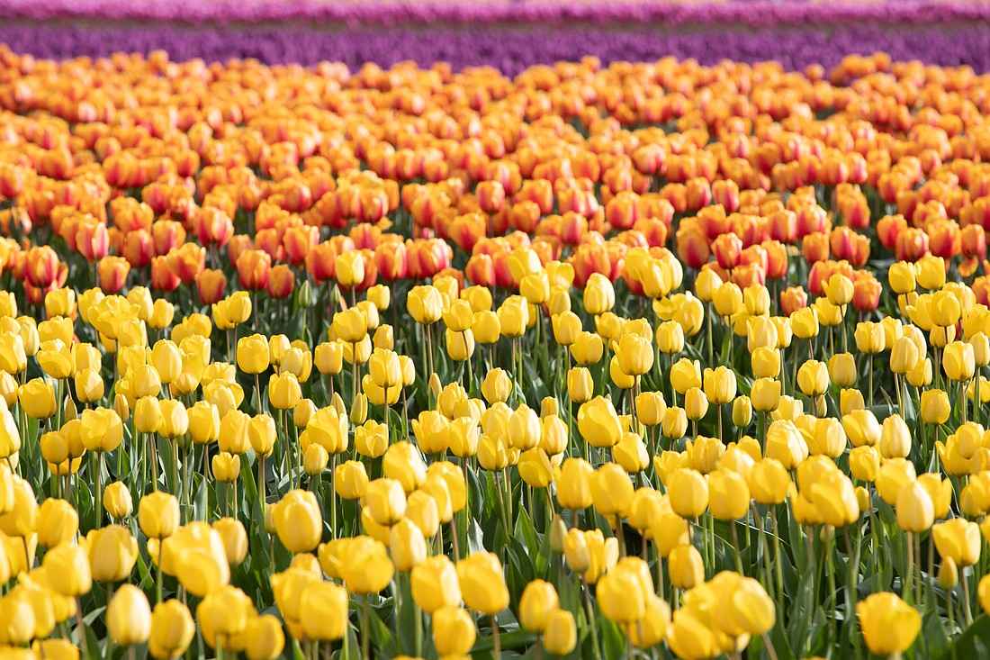 A field of RoozenGaarde tulips bloom during the April 2022 Skagit Valley Tulip Festival. Festival organizers are hoping for a close-to-normal year in 2023, with visitors from around the world bringing economic benefit.