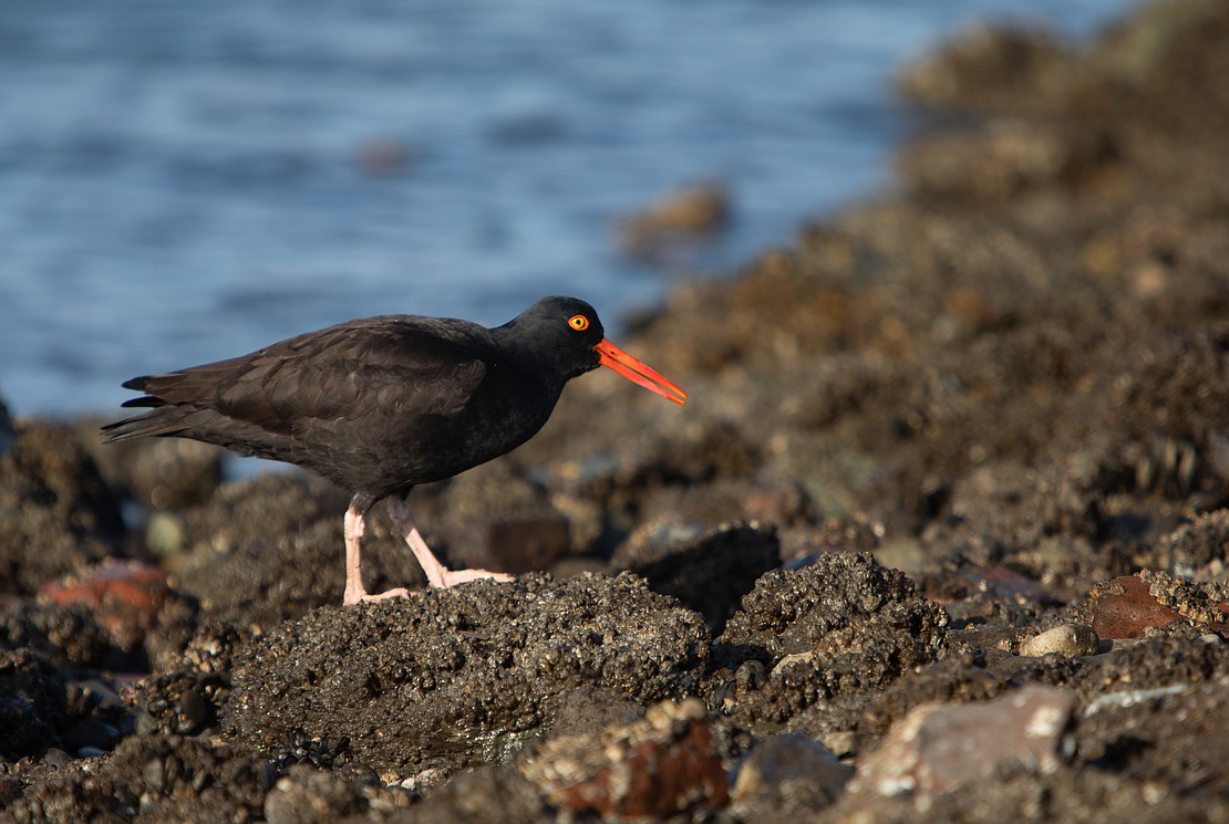 A black oystercatcher explores the rocky shoreline during low tide March 15 at Boulevard Park.