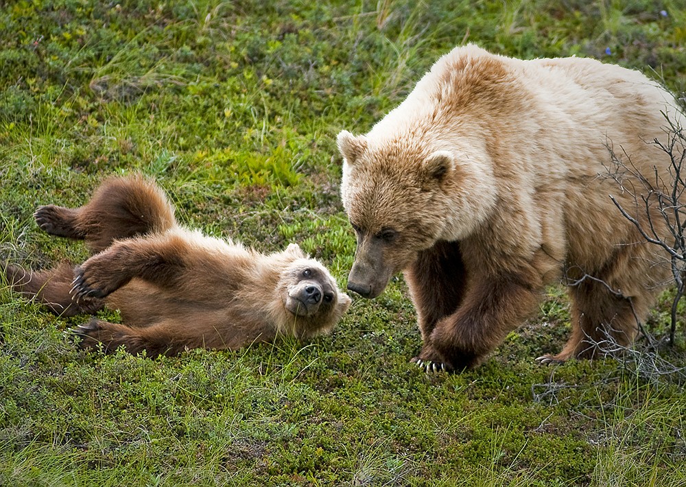 A sow watches over her playful cub. Wildlife biologists hope a thriving grizzly population can return to the North Cascades, but it could take 100 years to establish it.