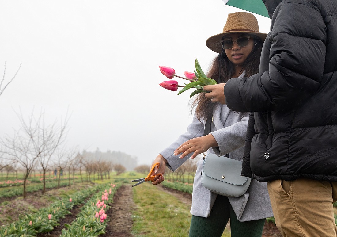 Mia Ching, left, shakes water from her hand while picking tulips with her husband, Jensen, April 7 at Tulip Valley Farms in Mount Vernon. U-pick is one of the many activities visitors can pay extra to heighten the tulip garden experience.