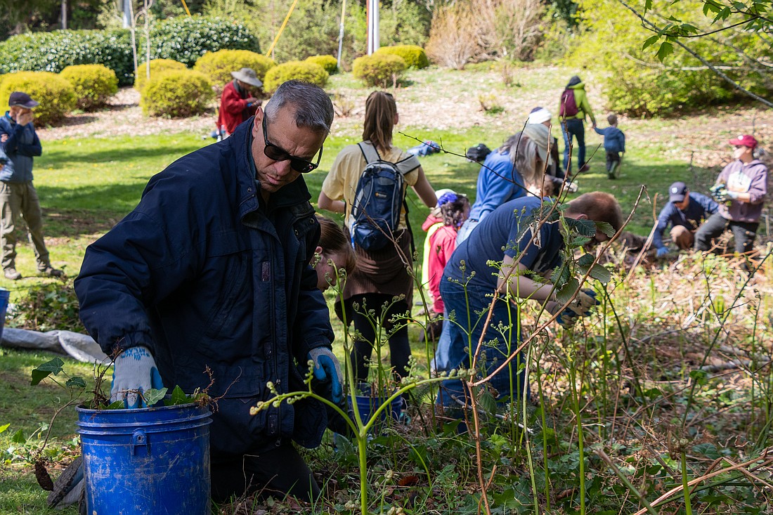 Mayor Seth Fleetwood joins volunteers to remove invasive plants around Padden Creek in April 2022 for an Earth Day work party in Fairhaven Park.