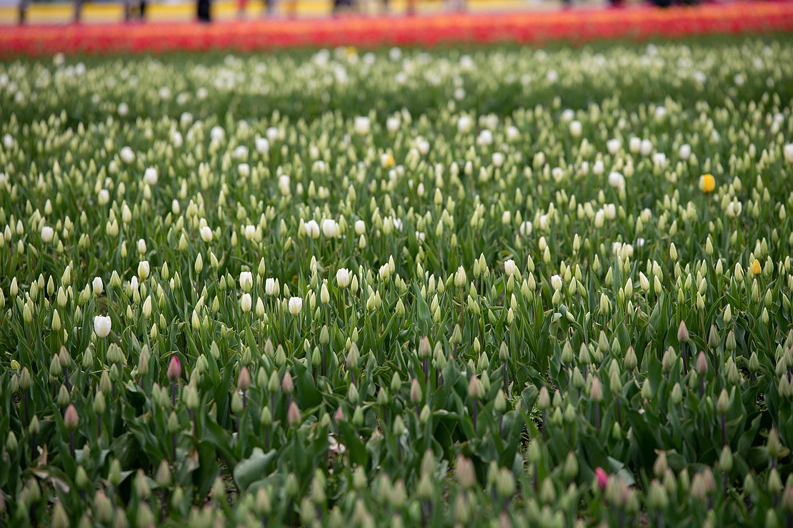 White tulips begin to bloom.