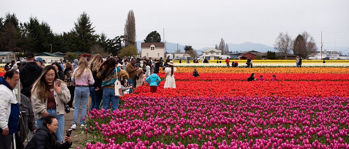A crowd gathers at the edge of the tulip field.