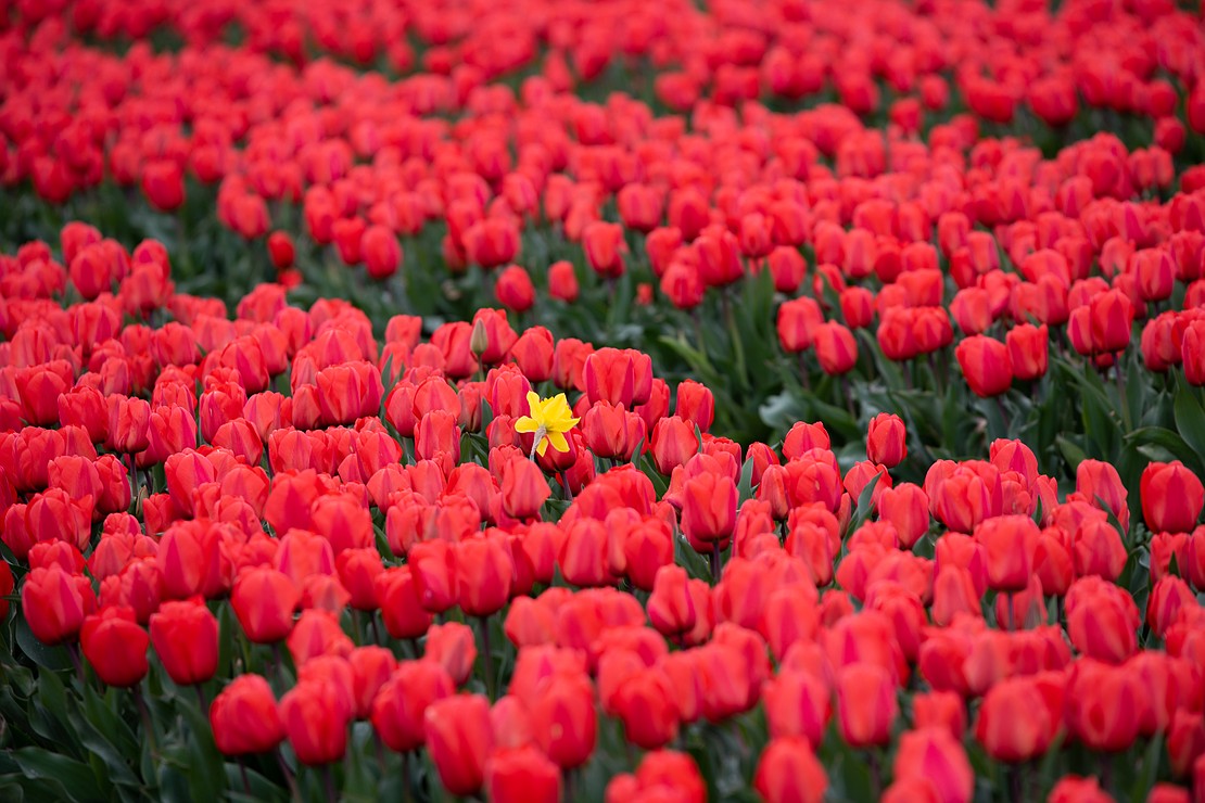 A lone daffodil pokes up in a row of tulips.