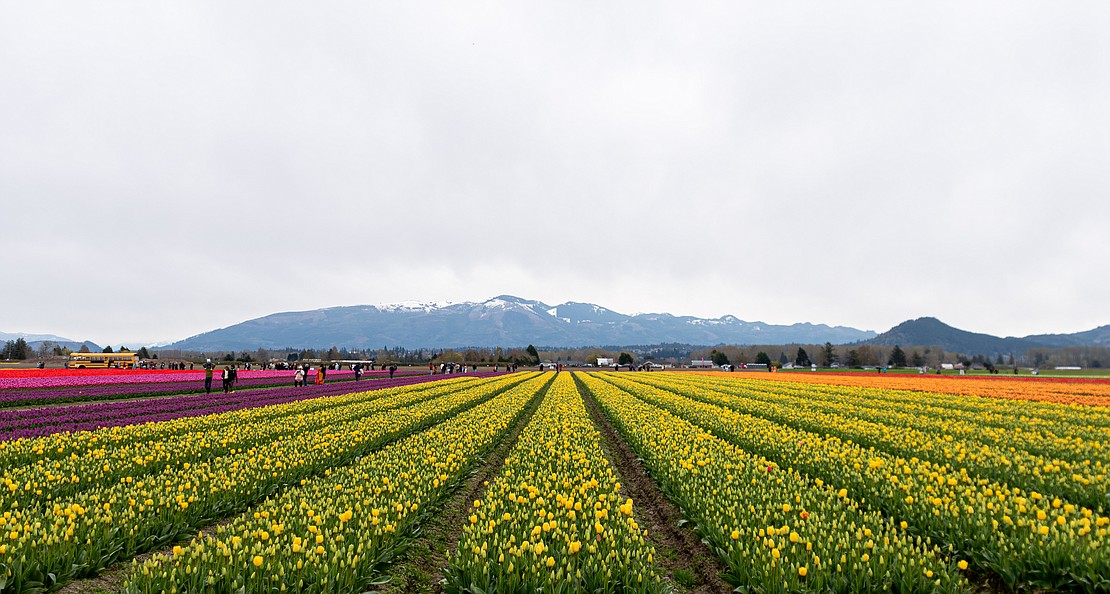 Tulips add color to the Skagit Valley.
