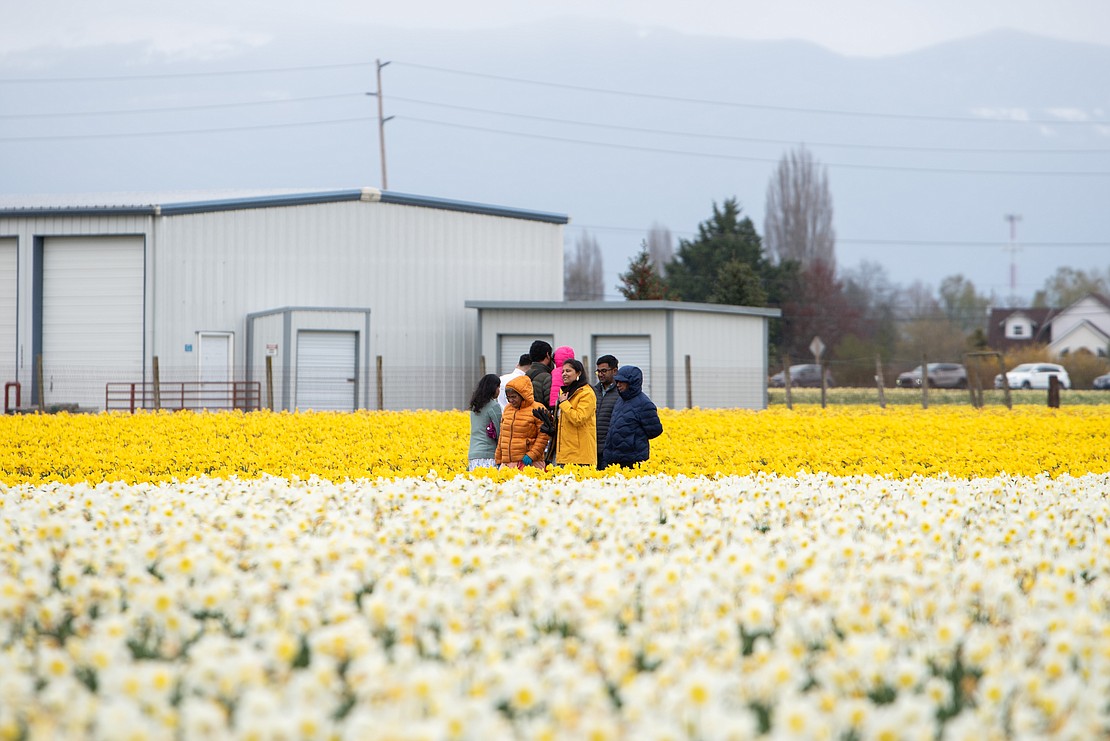 Visitors walk between rows of daffodils.
