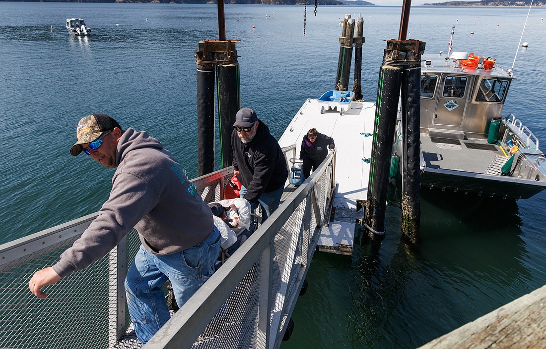 Island Opportunity Charters owners Craig Hougen, left, and Mark Riedesel help Sarah and Mike McEvoy get their cargo up the pier on Eliza Island on April 14. Island Opportunity Charters is a Bellingham-based water taxi and freight transport service to the San Juan Islands.