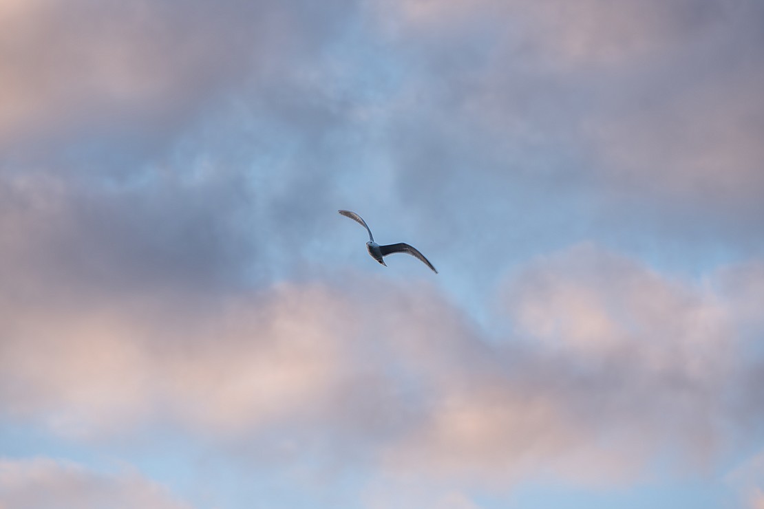 A seagull flies at sunset April 24 above Boulevard Park.