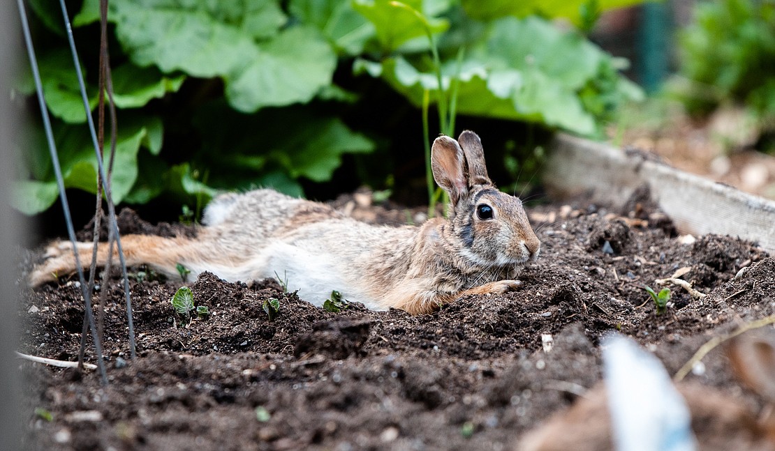 A rabbit relaxes in a garden bed April 27 at Western Washington University’s Outback Farm.