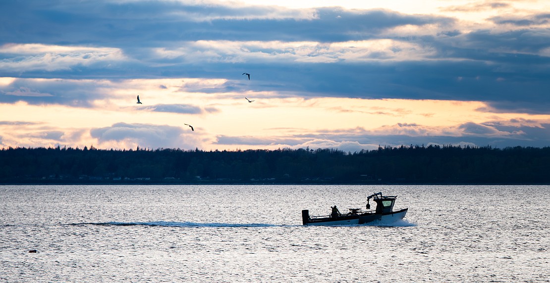 Seagulls flock above a fishing boat April 24 in Bellingham Bay as it heads in for the night.