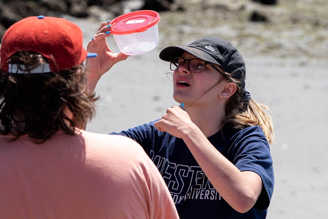 RE Sources intern Hannah Miller examines a group's collection of microplastic June 8 at H Street Beach. Miller organized a microplastic collection event, where volunteers could help RE Sources identify tiny plastic bits on one of Bellingham's beaches.