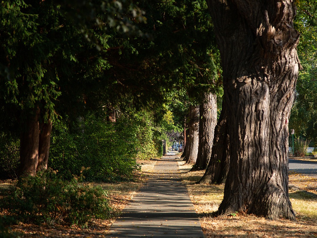 An updated version of the Greenways Program levy will go in front of Bellingham voters at a reduced rate in November this year. The new levy, at 41 cents per $1,000 assessed property value, proposes a prioritization of climate resiliency, tree health and increasing green space in city limits.